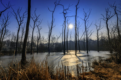 Bare trees in lake during winter