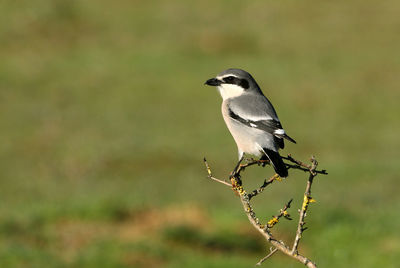 Close-up of bird perching on a plant