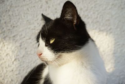 Close-up of cat looking away