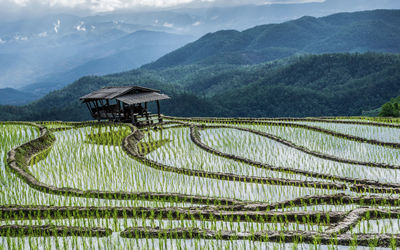 Scenic view of agricultural field against mountains