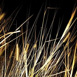 Close-up of plants at night