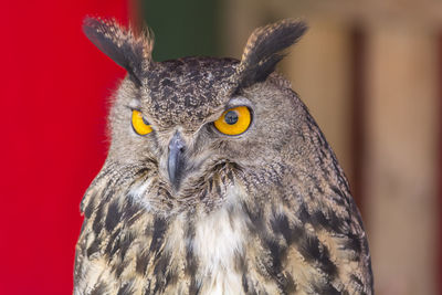 Close-up portrait of owl