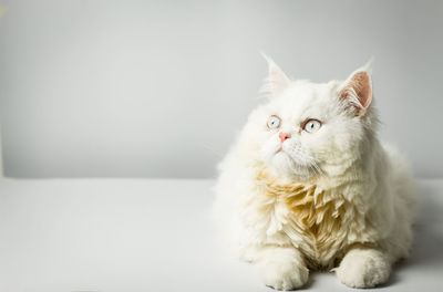 Portrait of a cat against white background