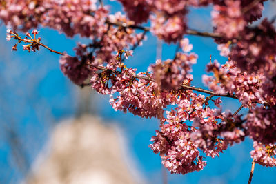 Low angle view of cherry blossom tree