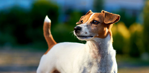 Close-up of dog standing outdoors