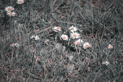 Close-up of flowers in field