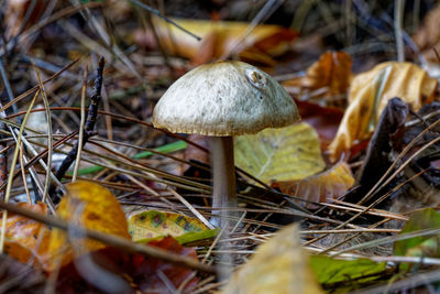 Close-up of mushrooms growing on field