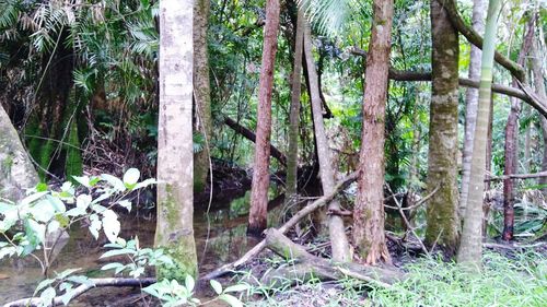 Trees in forest