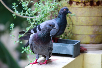 Close-up of pigeon perching on wall