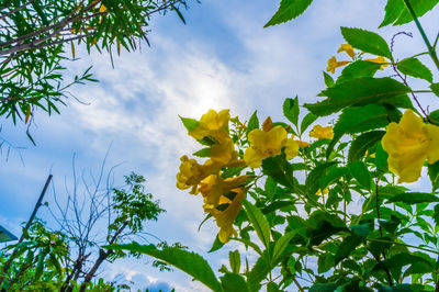 Low angle view of yellow flowering plants against sky