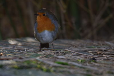 Close-up of a bird