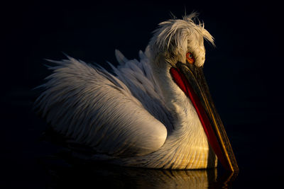 Close-up of pelican against black background