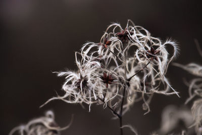 Close-up of wilted plant