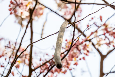 Low angle view of cherry blossom on tree