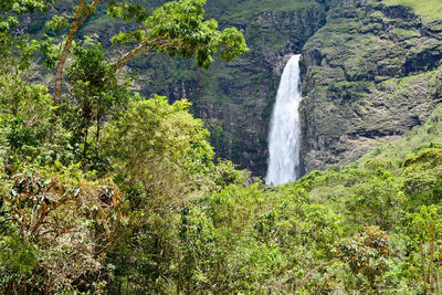 Scenic view of waterfall in forest