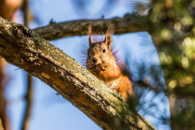 Close-up of squirrel on tree trunk