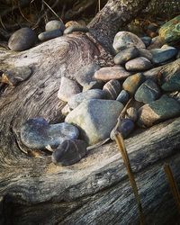 Pile of logs on rocks