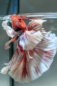 Close-up of fish in aquarium