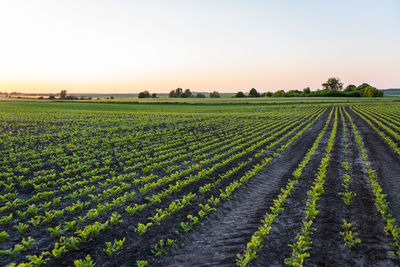 Scenic view of agricultural field against clear sky