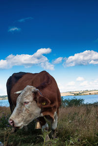 Cows on field against sky