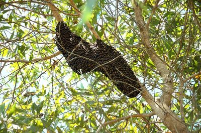 Low angle view of eagle on tree