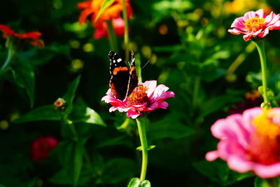 Close-up of butterfly on pink flowering plant