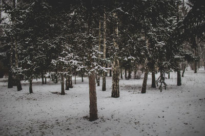 Trees growing on landscape