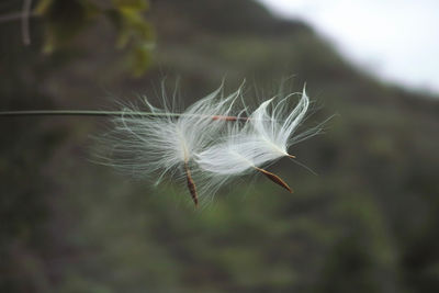 Close-up of white bird