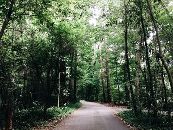 Road passing through forest