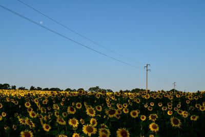 Sunflowers blooming on field against clear blue sky