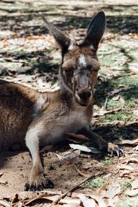 Close-up of kangaroo resting on field