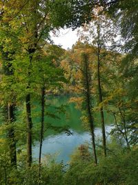 Trees by lake in forest during autumn