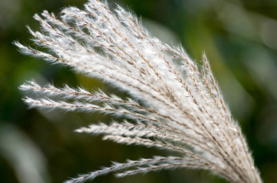 Close-up of wheat plant