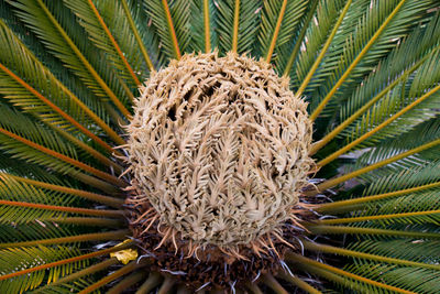 Close-up of palm tree