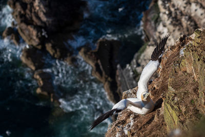 Bird perching on rock