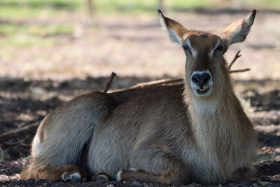 Water buck laying in field day with funny expression