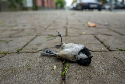 Close-up of dead bird on street
