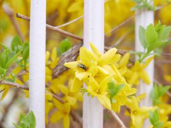 Close-up of yellow flowers