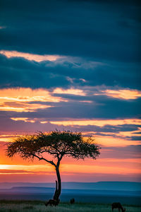 Silhouette tree on field against sky during sunset