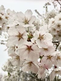 Close-up of white cherry blossoms in spring
