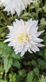 Close-up of white flowering plants