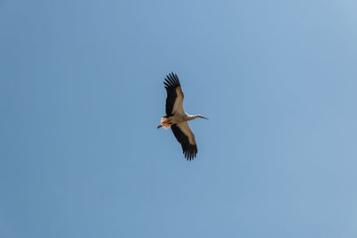 Low angle view of bird flying