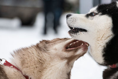 Close-up of a dog yawning