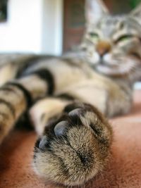 Close-up of cat relaxing at home