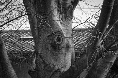 Close-up of bare tree against sky