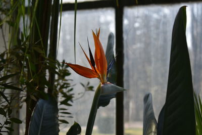 Close-up of orange flowering plant