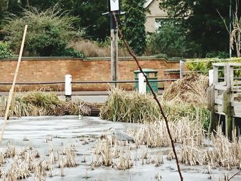 Plants growing by building