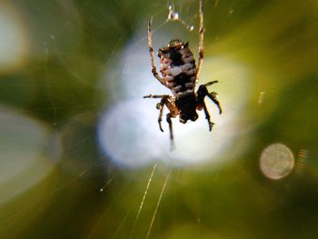 Close-up of spider on web