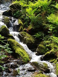 River flowing through rocks