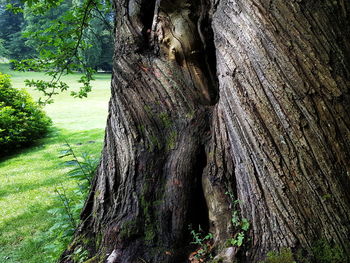 Close-up of tree trunk in forest